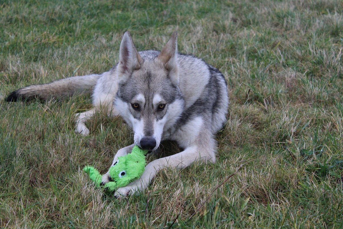 Финский тамаскан