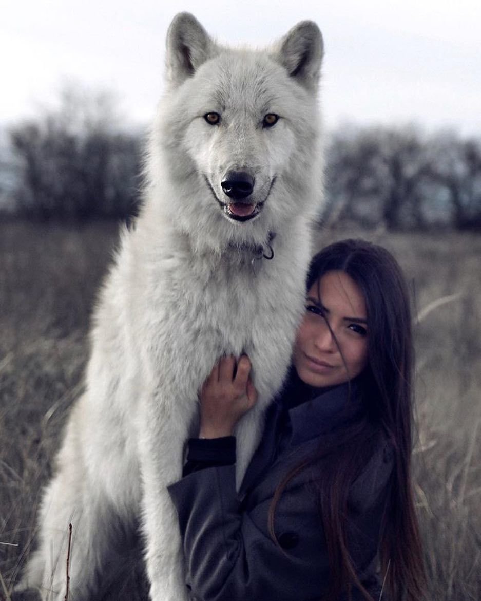 Волкособ швейцарская овчарка