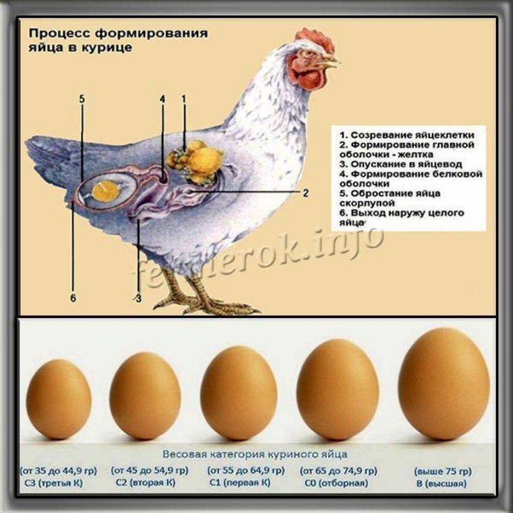 Почему курица есть свои яйца. Яйца кур. Курица с яйцами.
