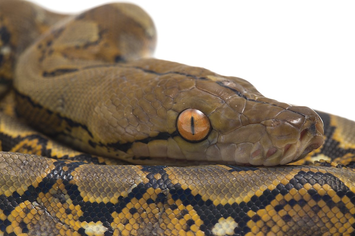 Сетчатый питон Джампея