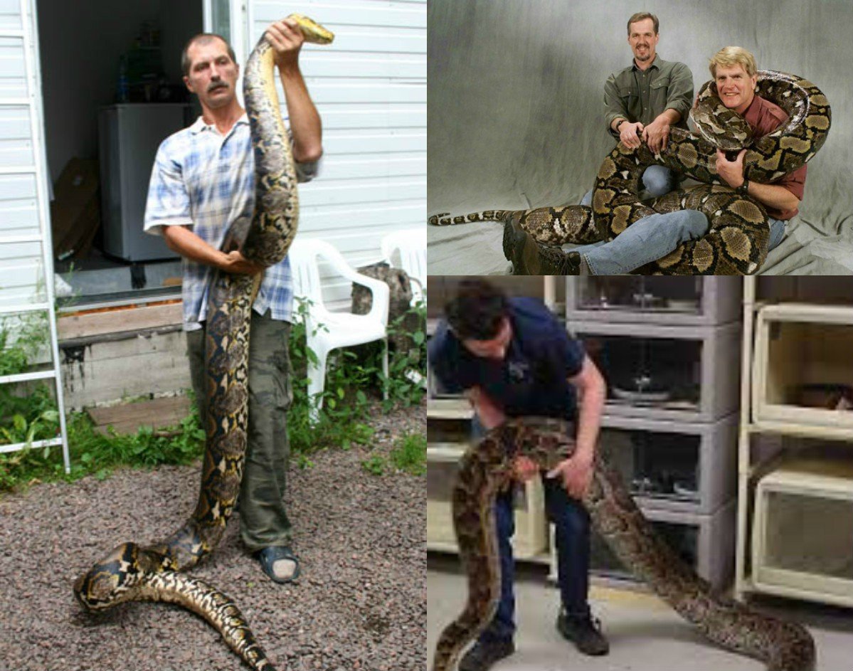 Сетчатый питон 7.5 метров