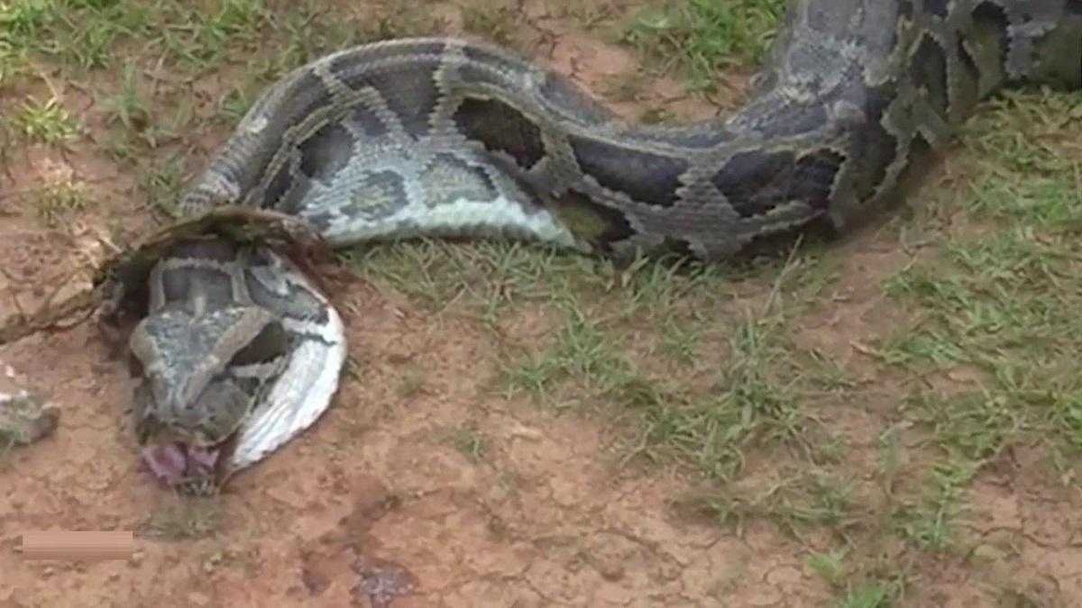 Самая большая змея в Дагестане