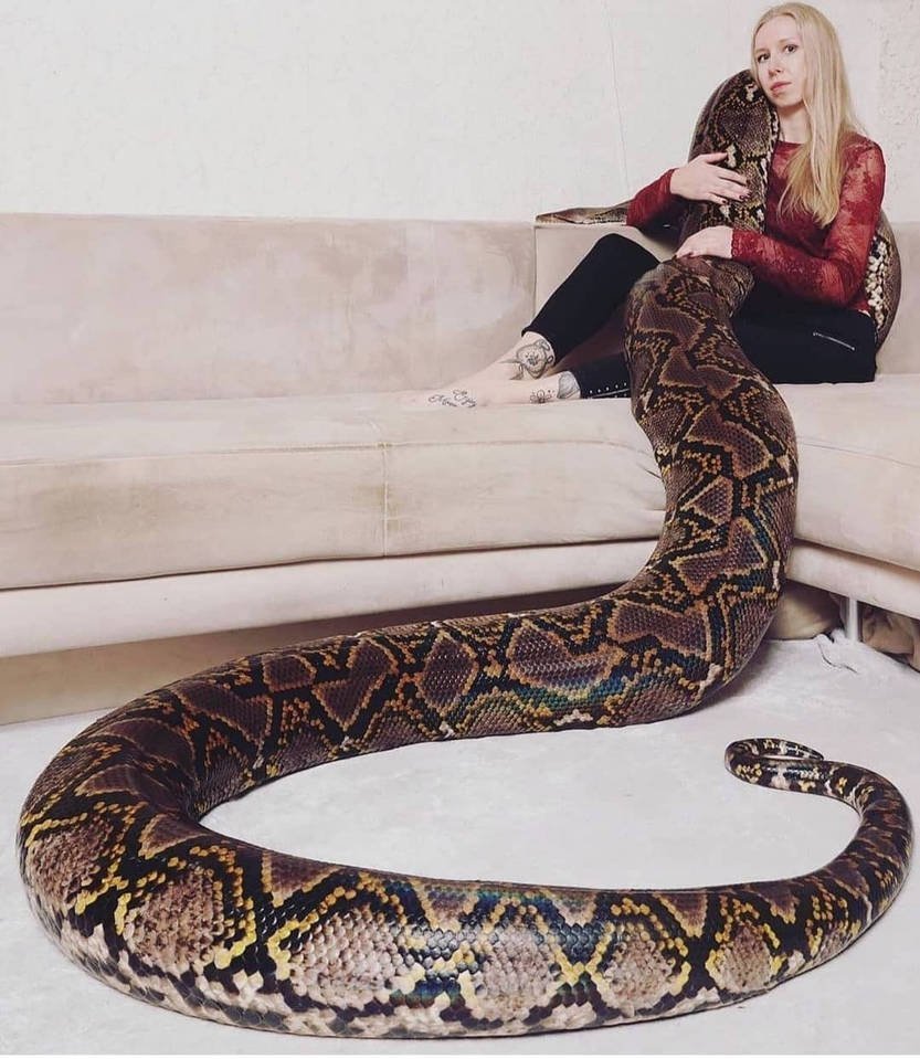 Джампейский сетчатый питон