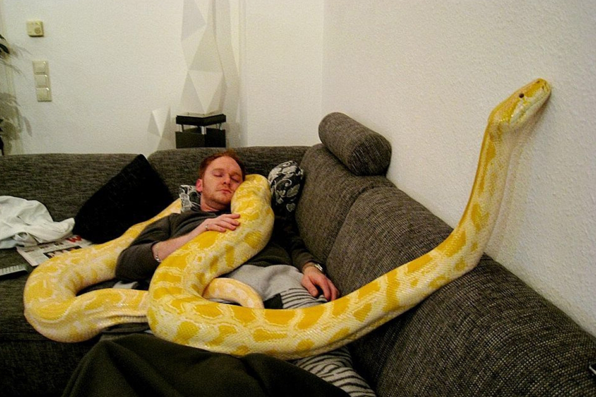 Питон желтый домашний