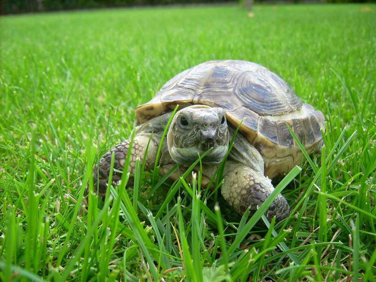 Ютуб черепахи