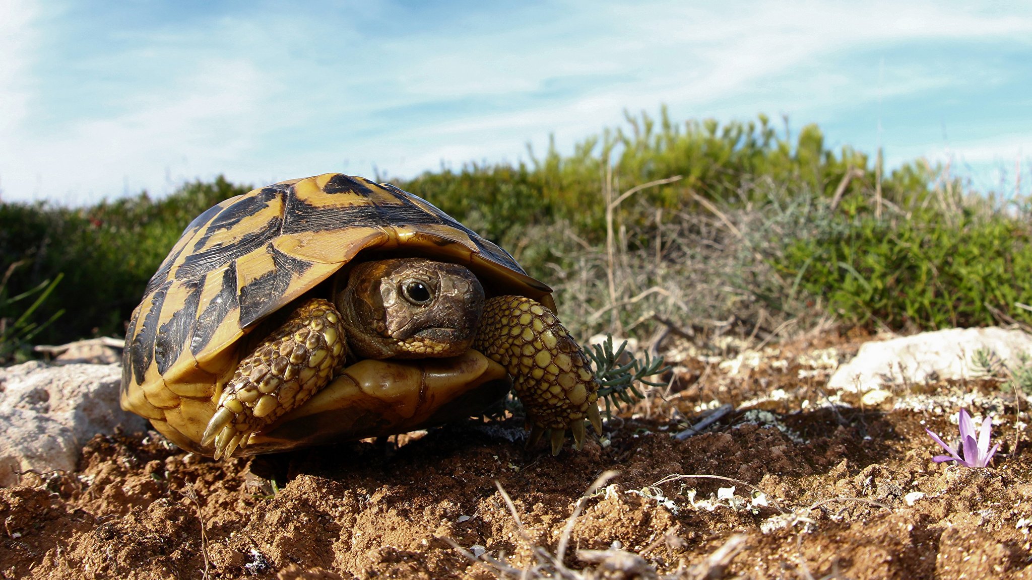Черепаха Тартаруга. Среднеазиатская черепаха. Черепахи в субтропиках. Сухопутная Песчаная черепаха.