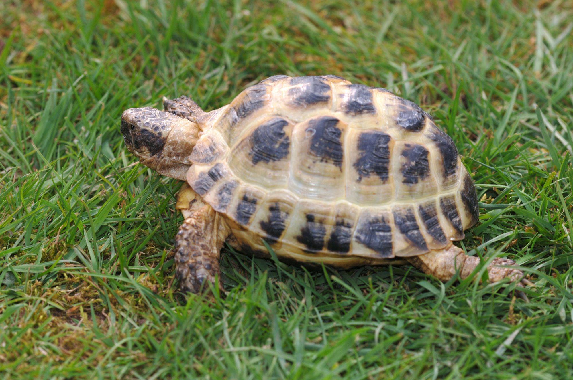 Черепахи весной. Сухопутная черепаха. Черепаха Хорсфилда. Сухопутная сухопутная черепаха. Среднеазиатская черепаха гуччи.