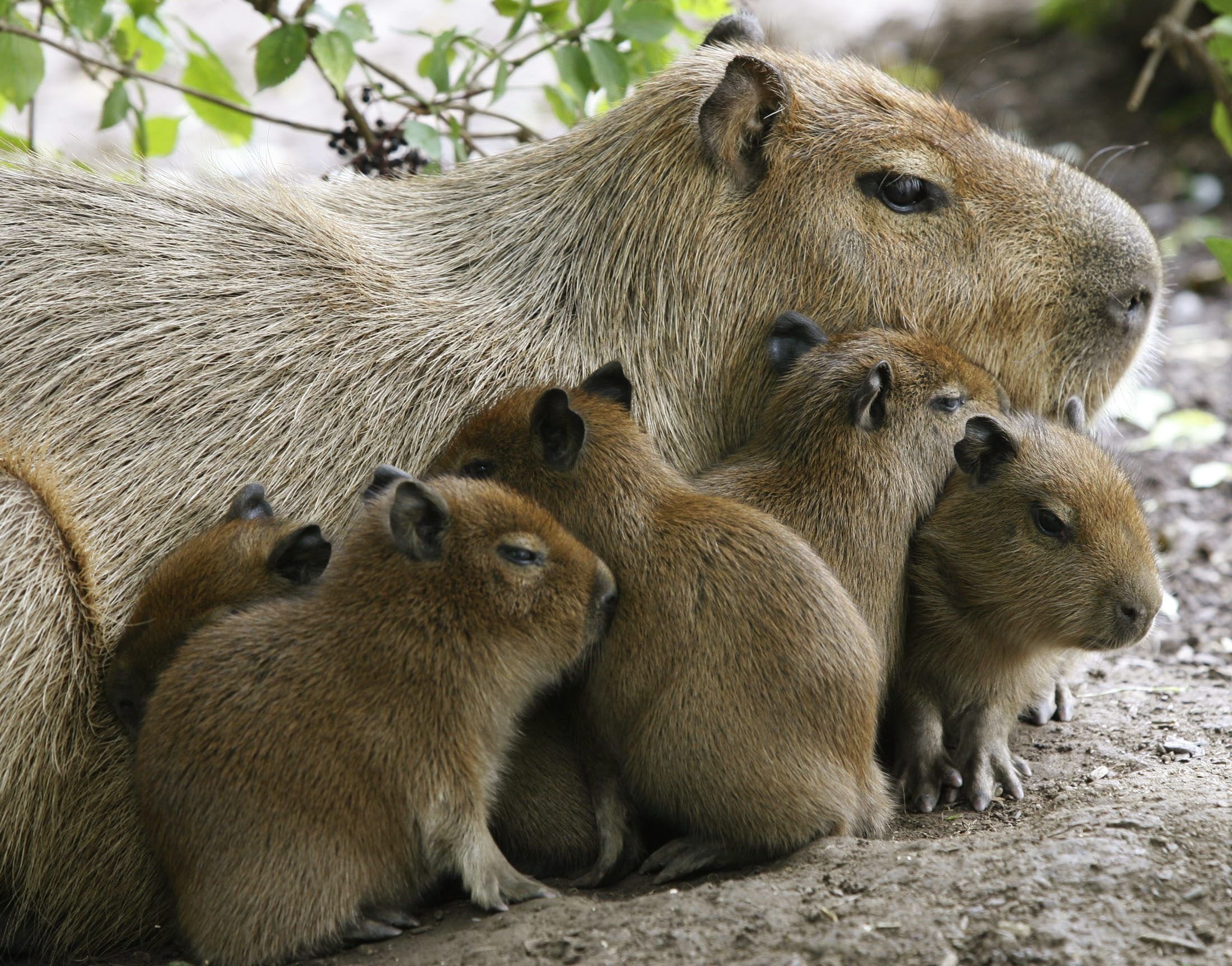 My pets capybaras. Капибара и морская Свинка. Отряд Грызуны капибара. Капибара это эндемик. Капибара эндемик Северной Америки.