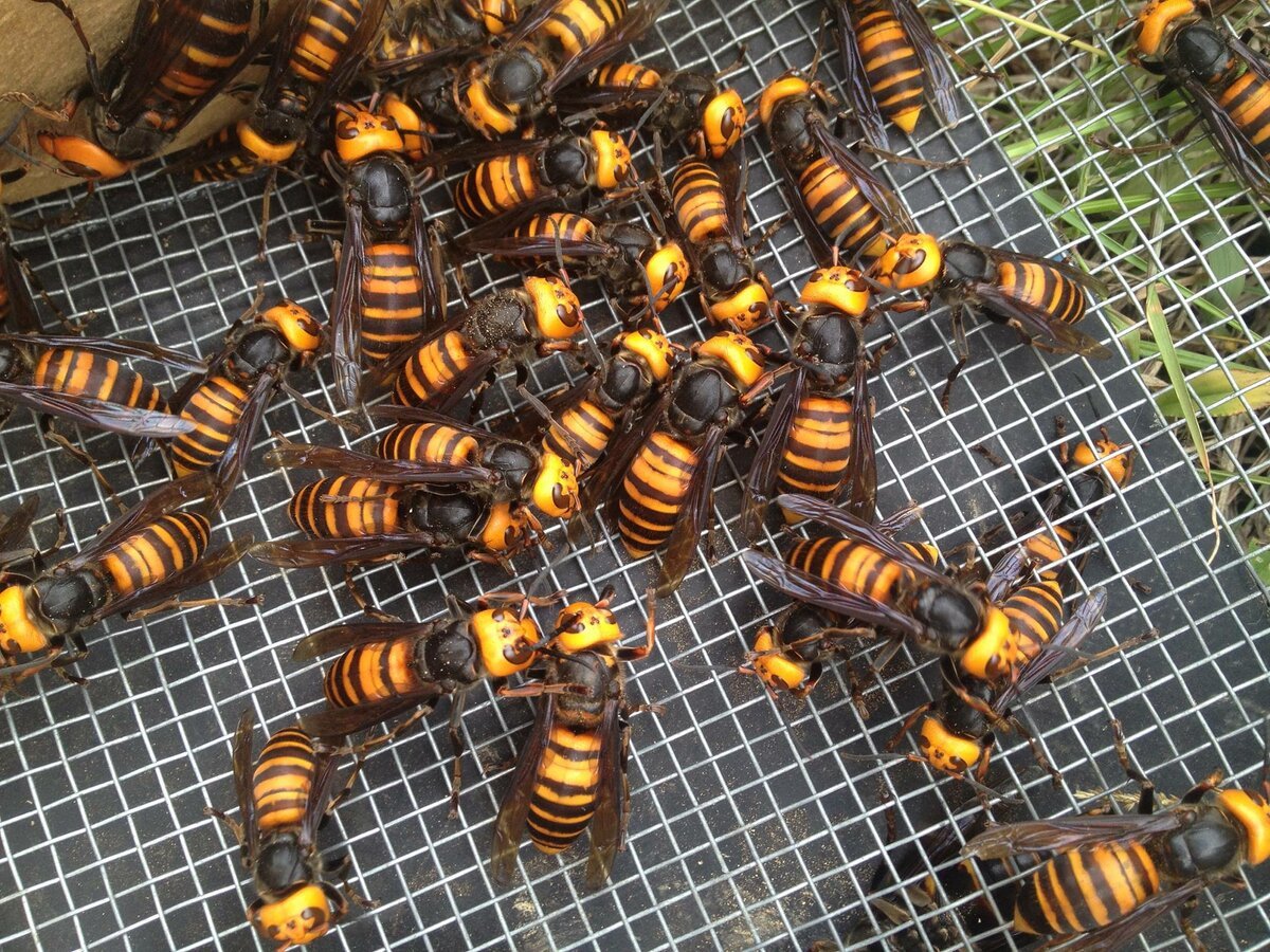 Шершень Узбекистанский