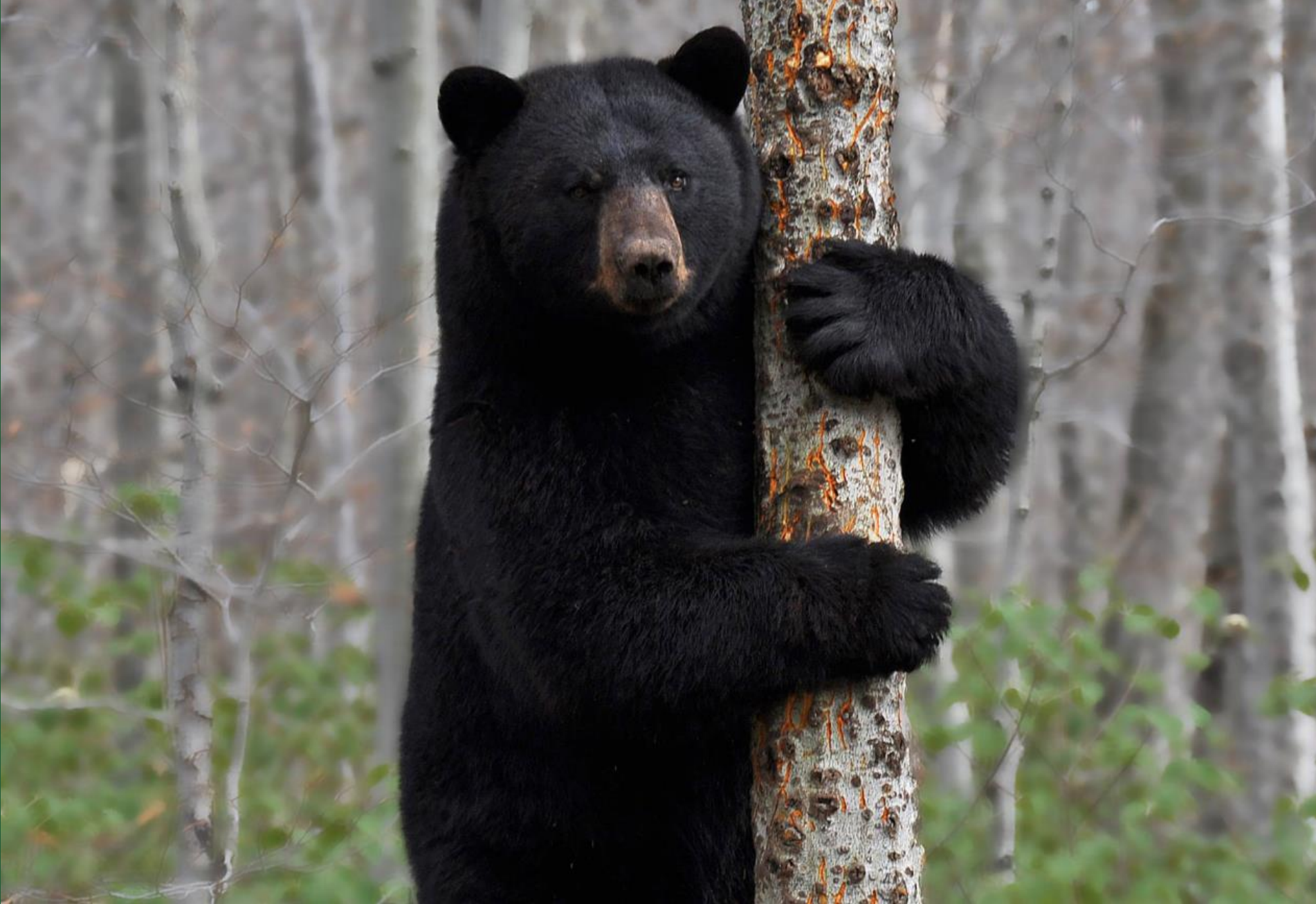 Медведь барибал умеет лазить по деревьям. Барибал медведь. Барибал тайги. Американский черный медведь Барибал. Барибал Йосемити.
