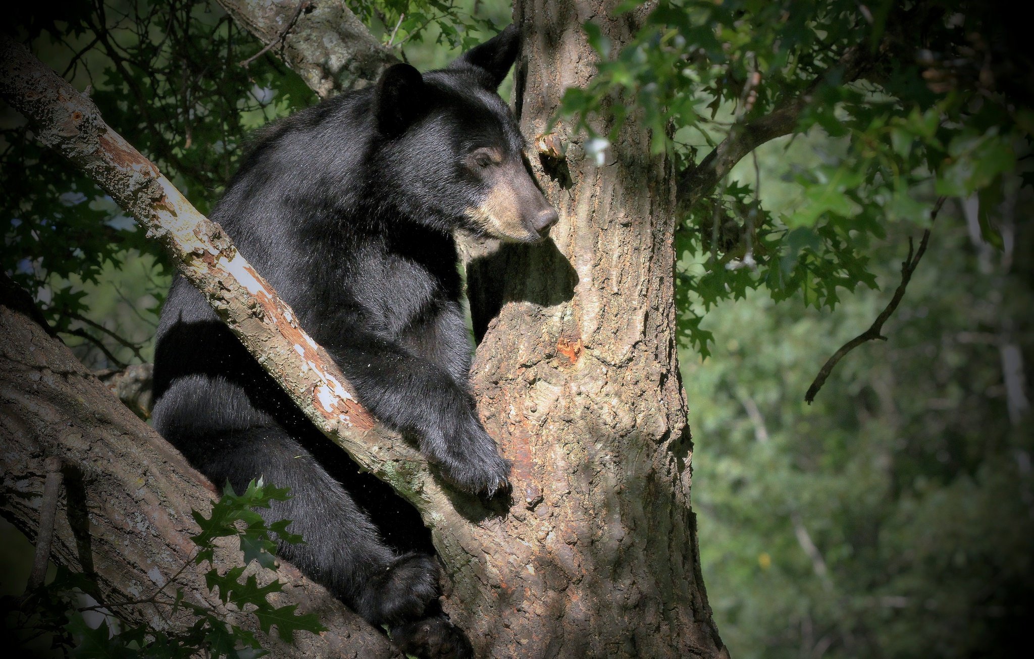 Медведь барибал умеет лазить по деревьям. Гималайский белогрудый медведь. Американский черный медведь Барибал. Лазовский заповедник Гималайский медведь. Гималайский медведь на дереве.