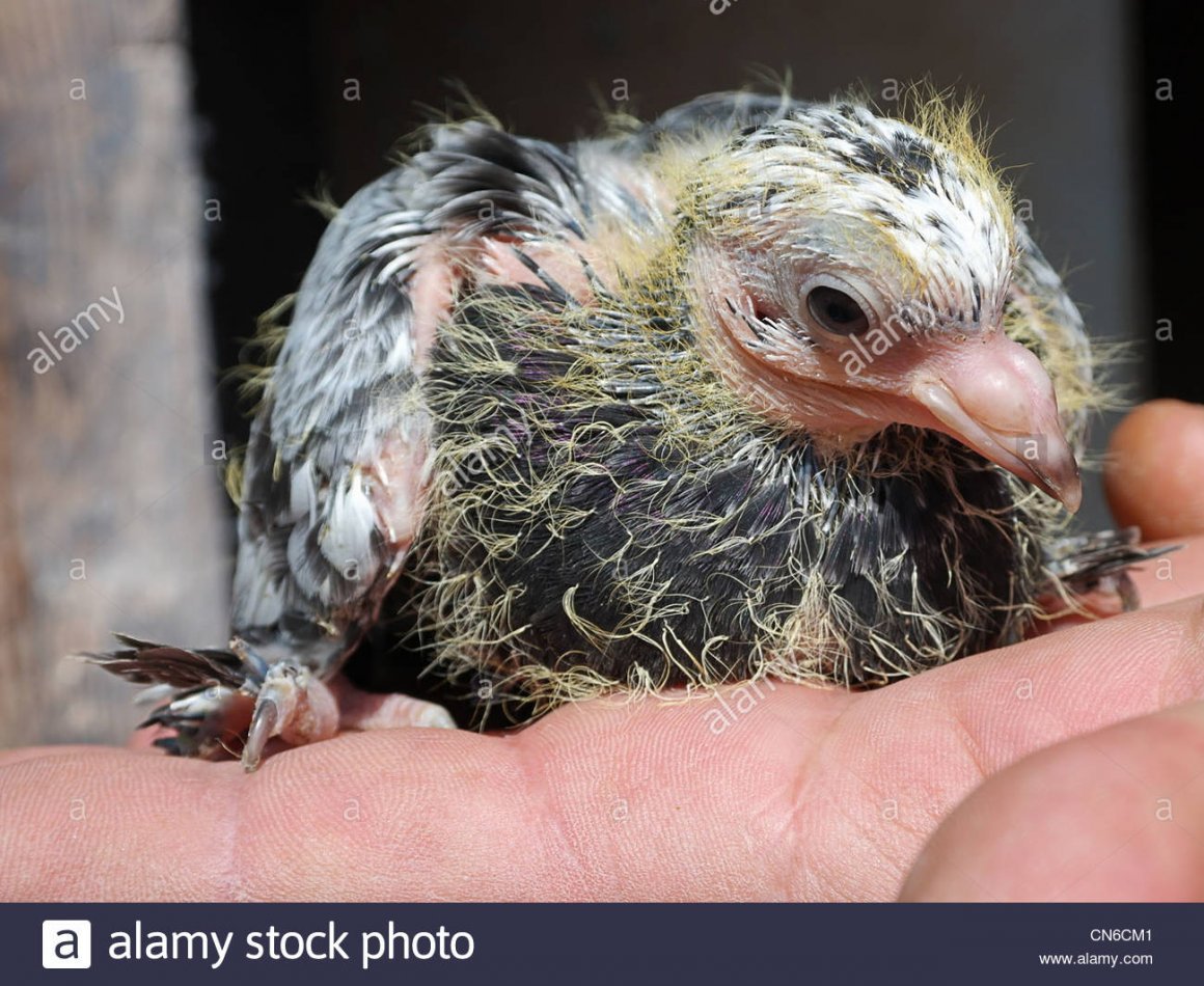 Маленькие голуби инопланетяне