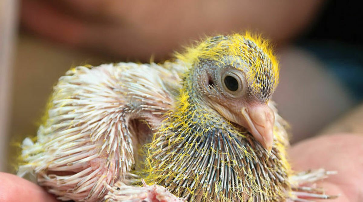 Голубята птенцы голубей