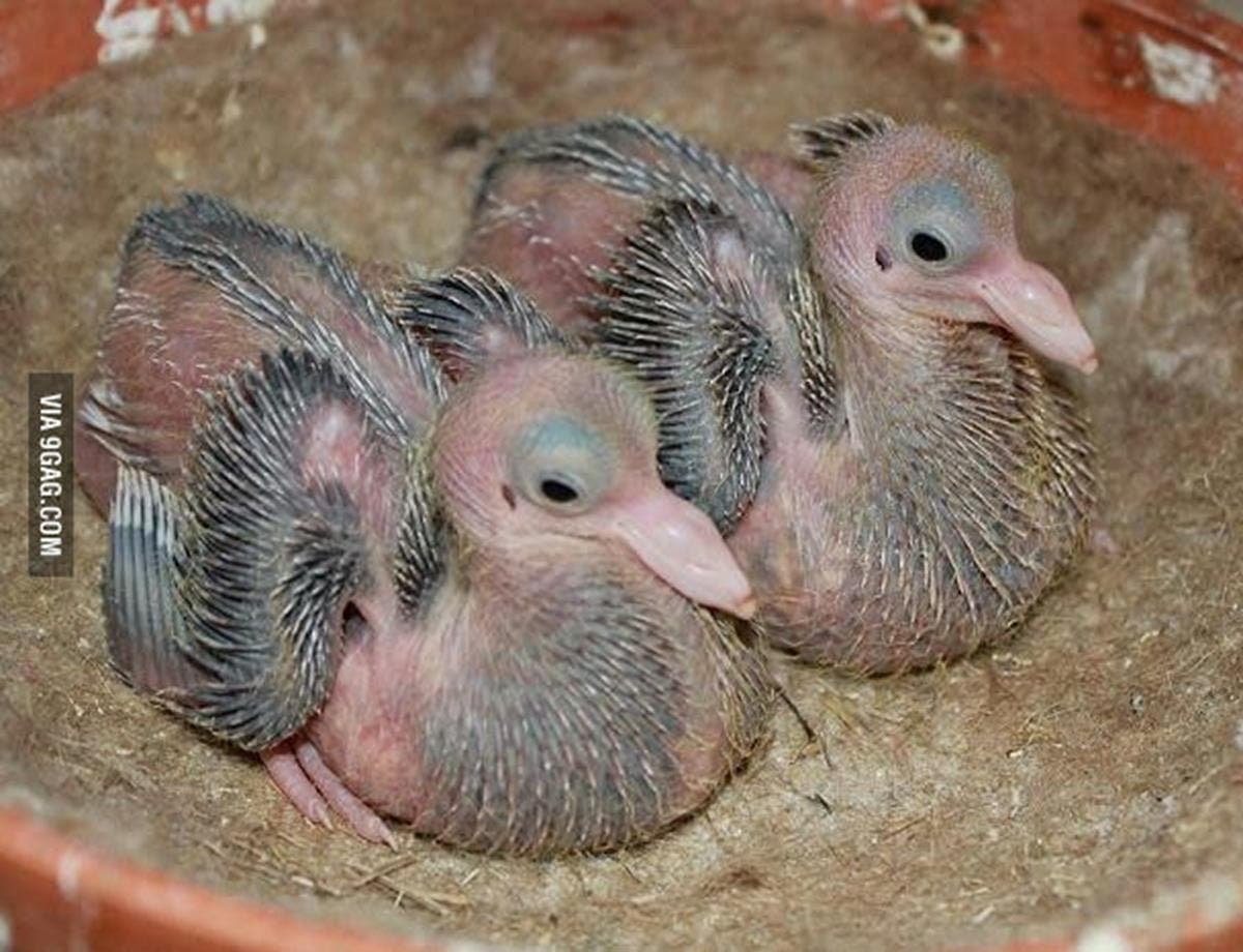 Маленький голубь птенец