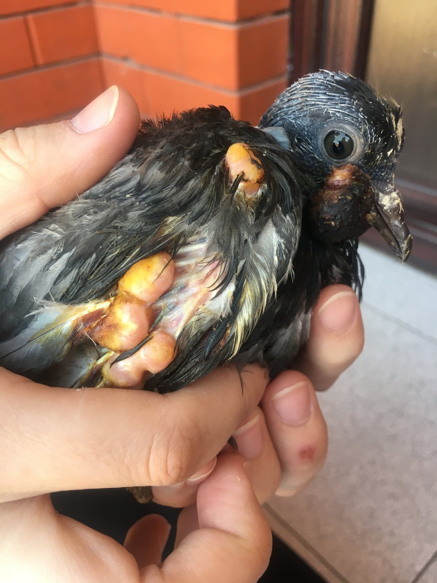 Голубята птенцы голубей