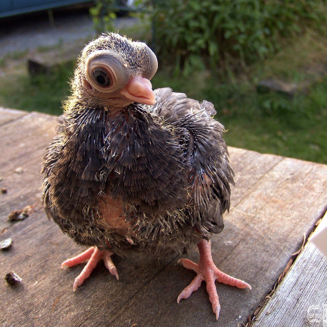 Будапештский Турман