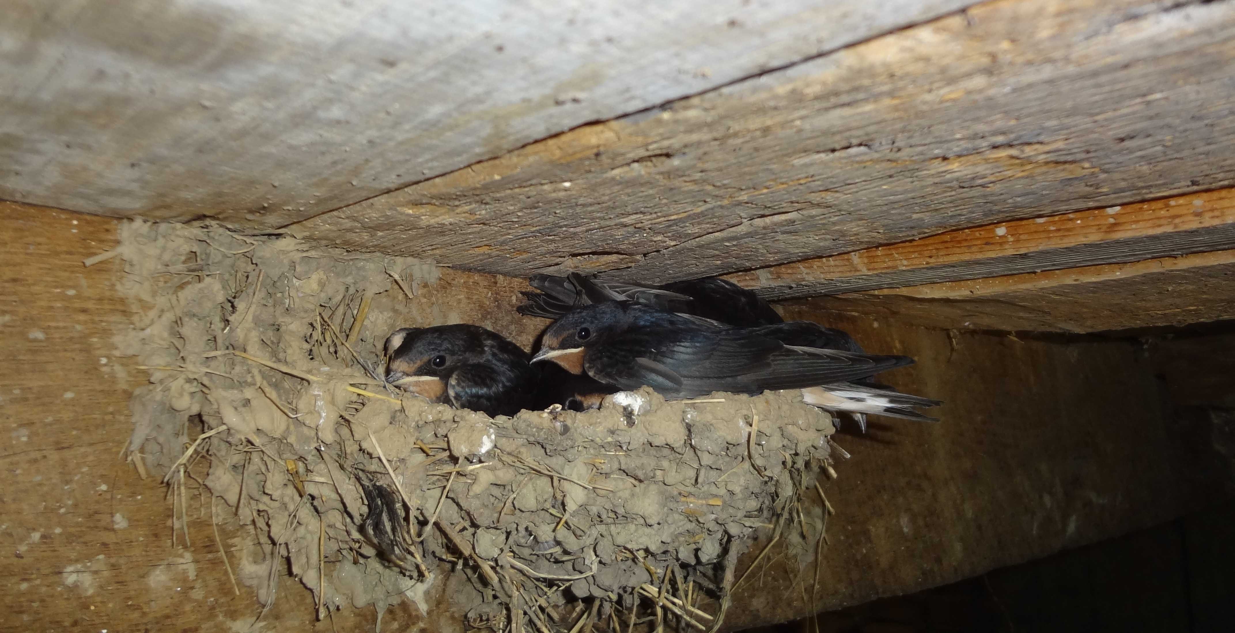 Гнезда птиц в домах. Черный Стриж гнездо. Ласточка касаточка гнездо. Ласточки свили гнездо. Гнездо стрижа.