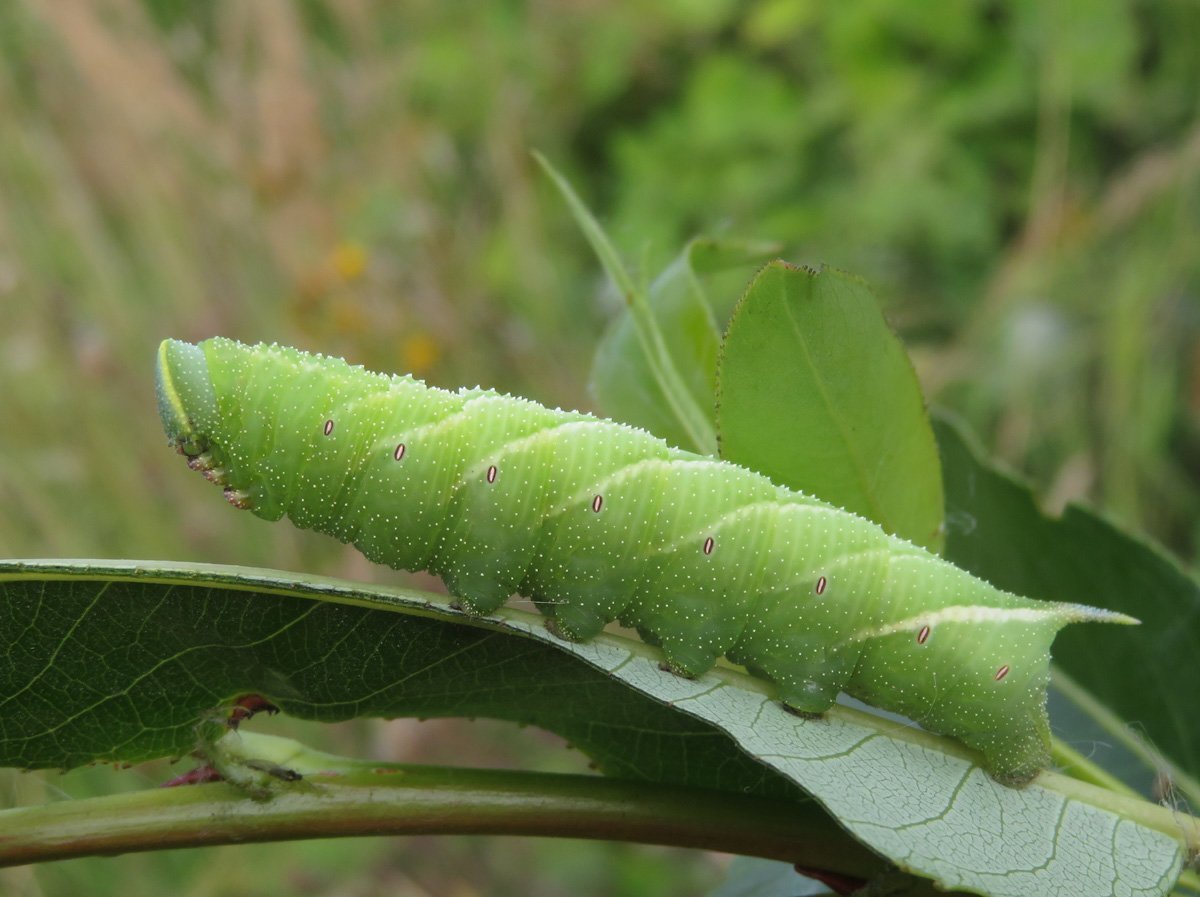 Бражник глазчатый гусеница