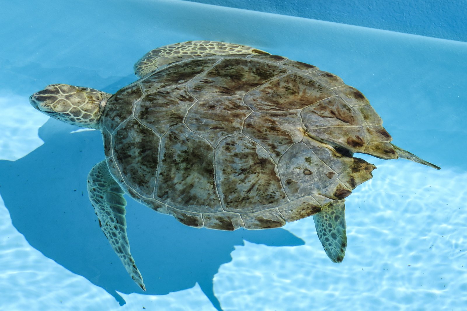 Плавающая в море черепаха 5 букв