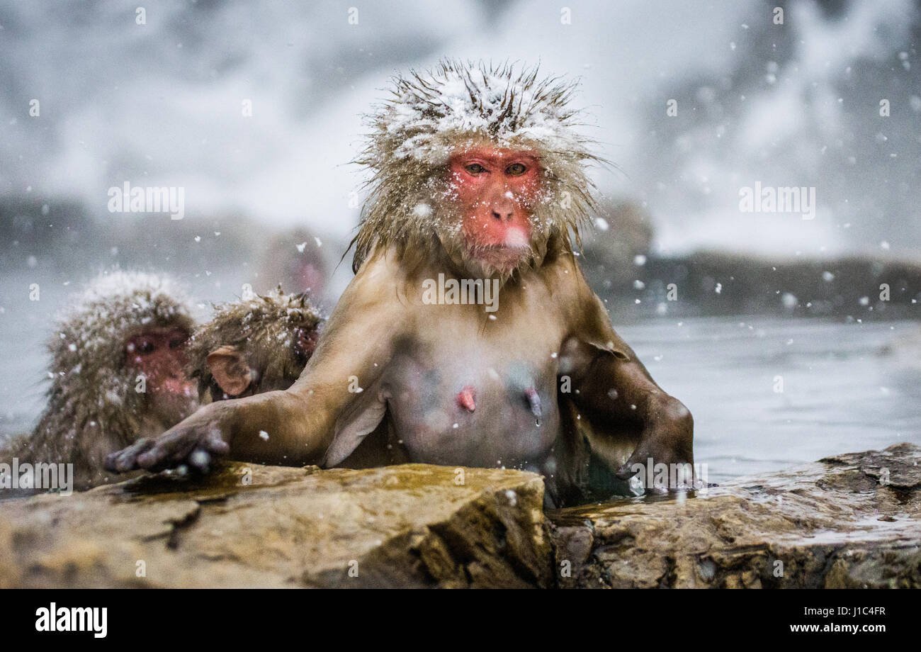 Группа обезьяна купается в теплой. Обезьянки в термальных источниках. Обезьяны купаются в горячих источниках. Японские обезьяны в горячих источниках. Обезьяны в горячих источниках зимой.