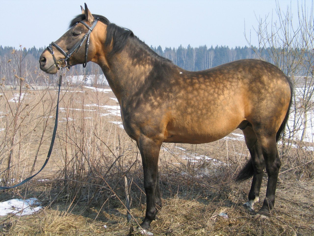 Кабардинская лошадь масть. Чумышская порода лошадей. Шагди порода лошадей. Кабардинская лошадь гнедая.