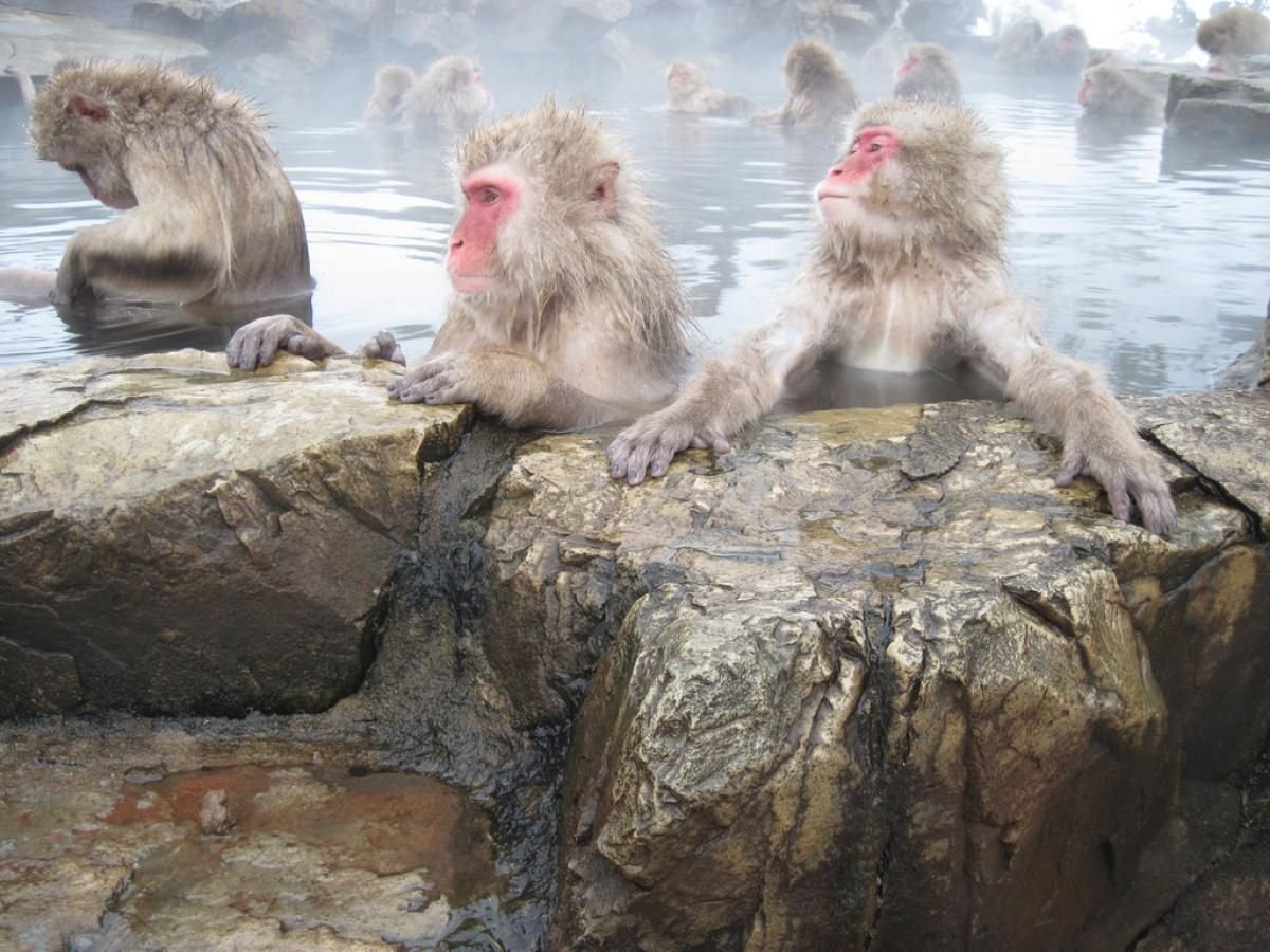 Группа обезьяны в теплой воде слушать. Онсен макаки. Снежные обезьяны в горячих источниках Нагано. Японские макаки в горячих источниках зимой. Макаки в Японии в термальных источниках.
