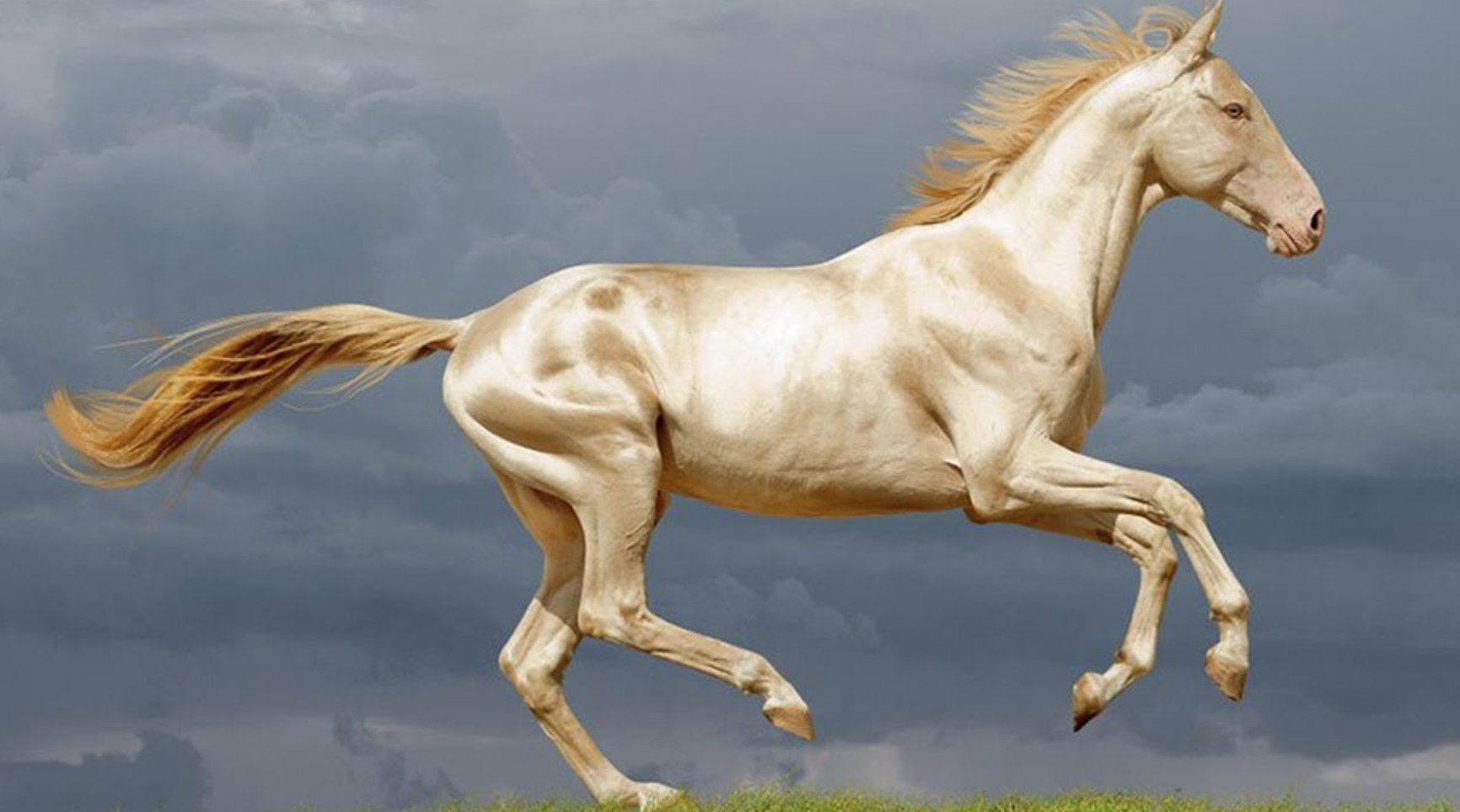 Самые дорогие коне. Ахалтекинская Изабелловая. Изабелловая масть ахалтекинец. Akhal-Teke лошади. Ахалтекинская лошадь Изабелловая масть.