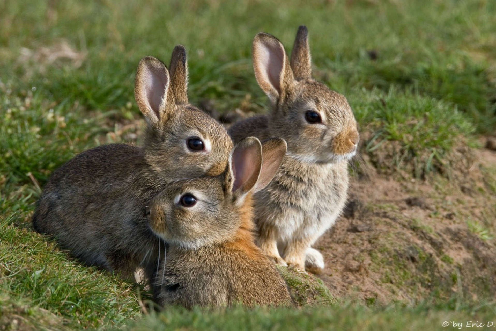 Заяц и 3 белки