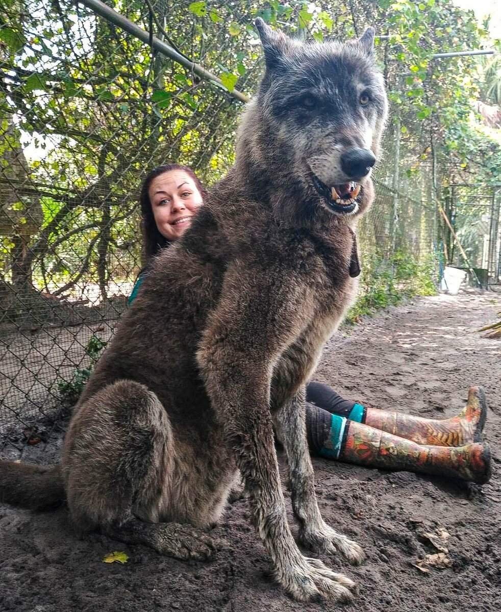 Гигантский волкособ Юки