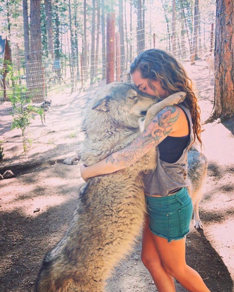 Волкособ гибрид волка