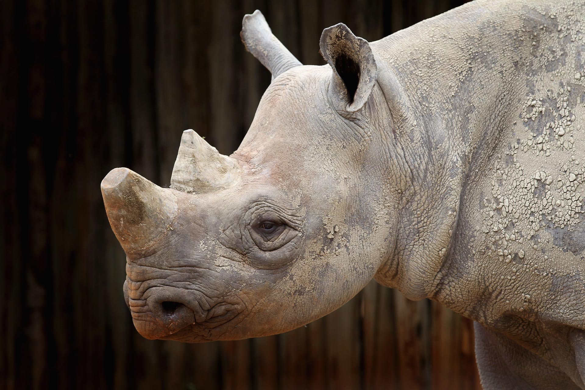 Носорог рептилия. Древние носороги. Двурогий носорог древний. Уши носорога. Белый носорог альбинос.