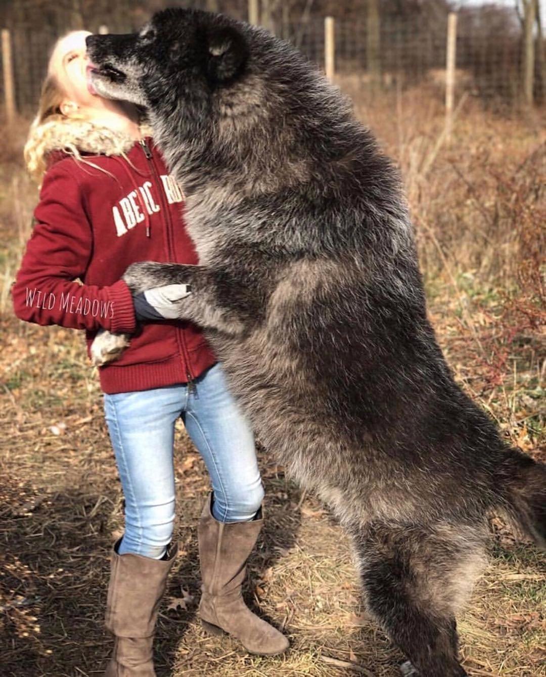 Домашний волк собака