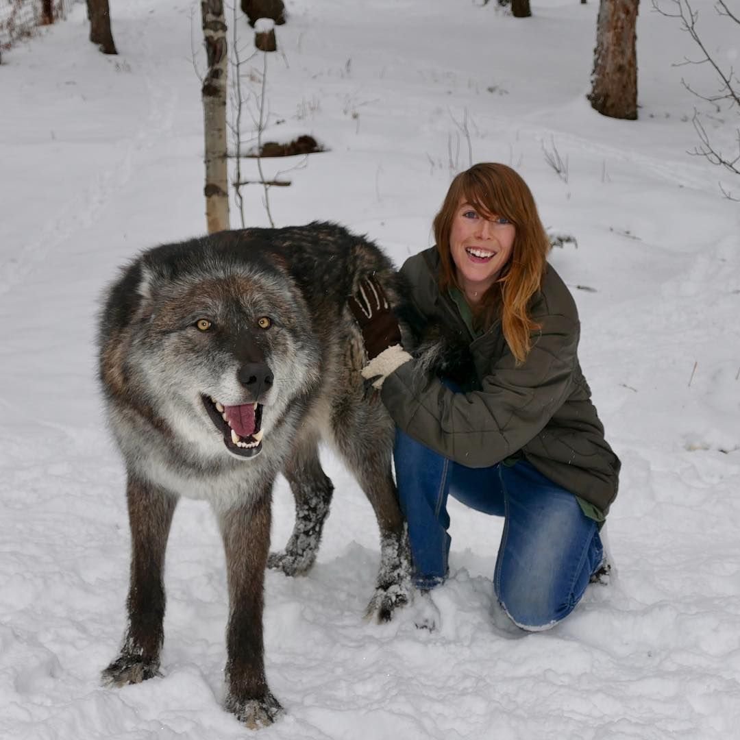 Большой домашний волк