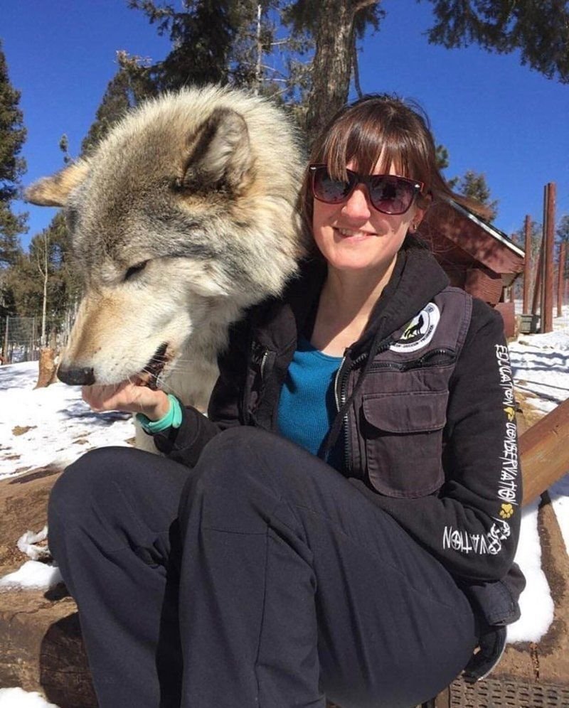 Волкособ гибрид волка и собаки