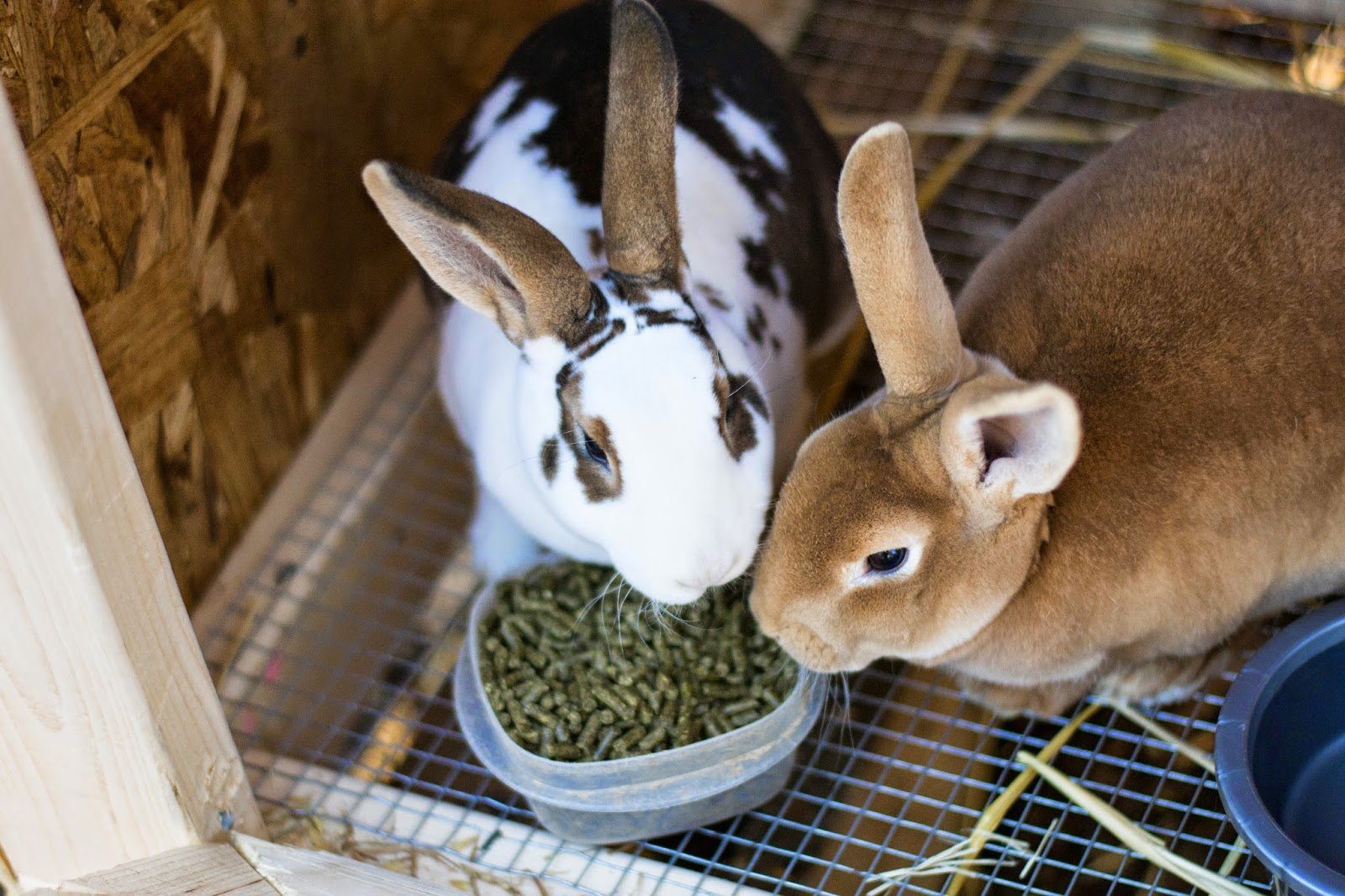 Кролики живут на ферме. Кроликовая ферма рэббит. Кролики сельскохозяйственные. Ферма кроликов. Кролики в сельском хозяйстве.