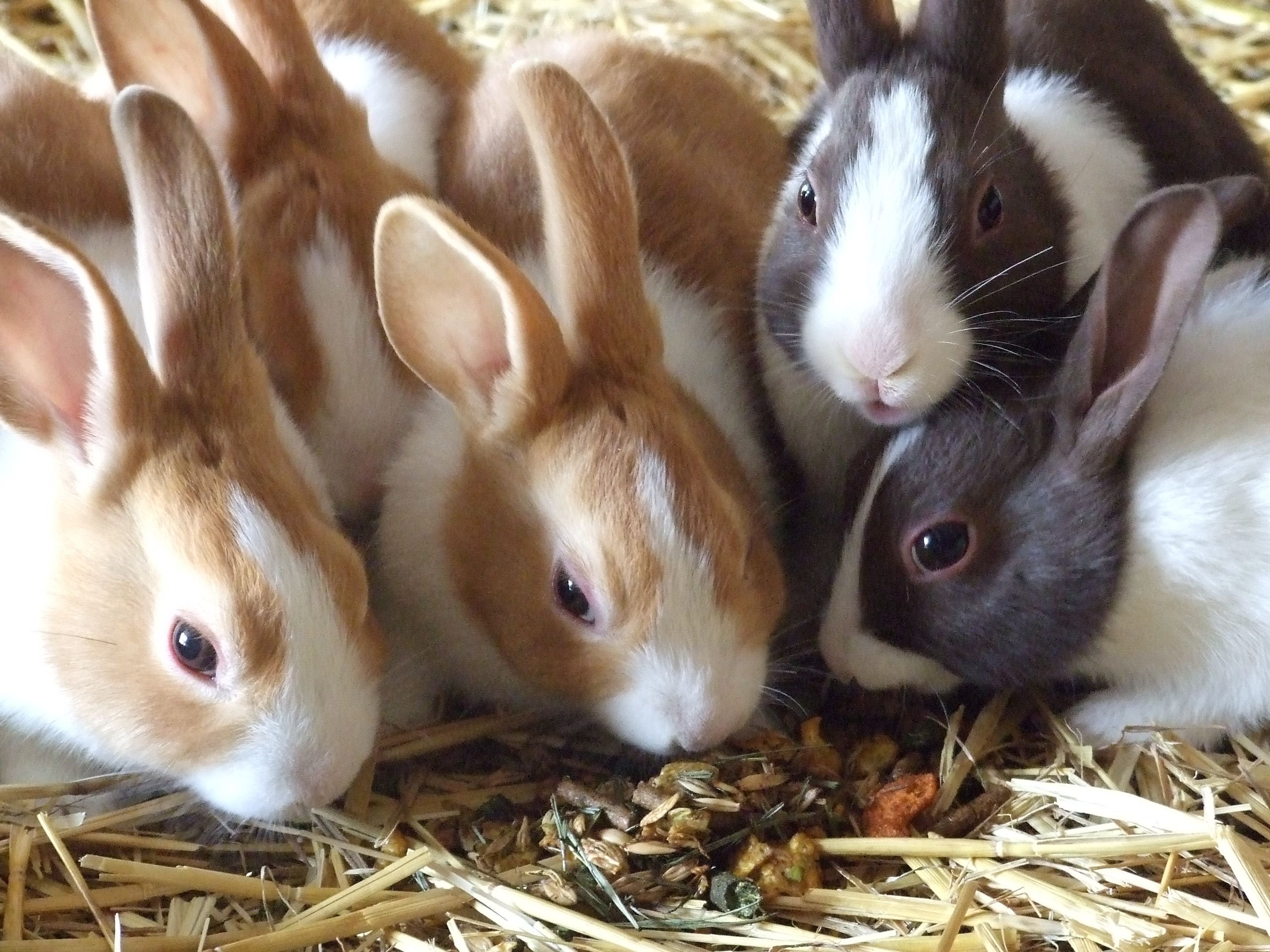 Кролики живут на ферме. Раббит кролиководческая ферма. Кроликовая ферма рэббит. Животноводство кролики. Кролики в хозяйстве.