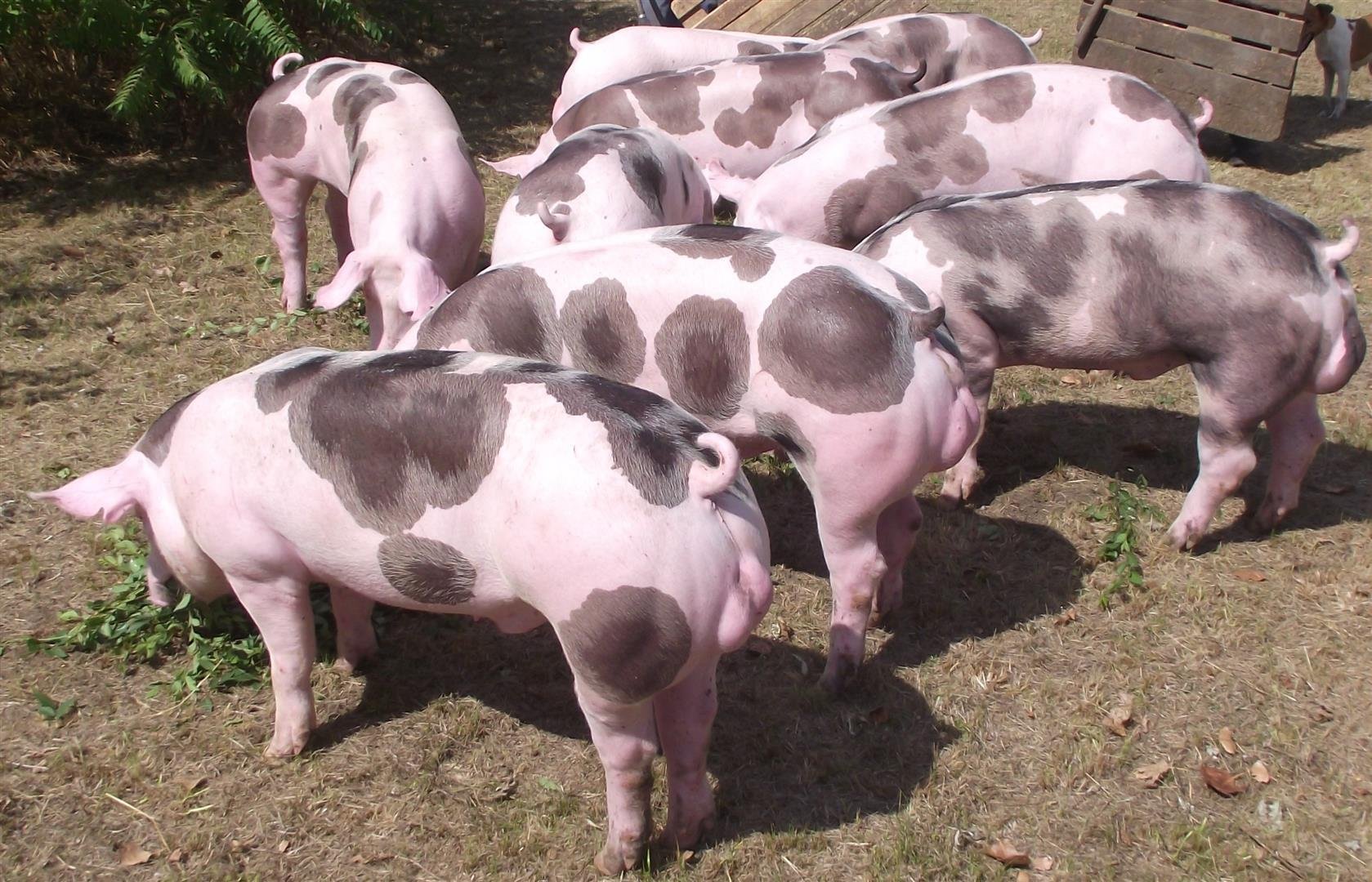 Свиньи пьетрен характеристика