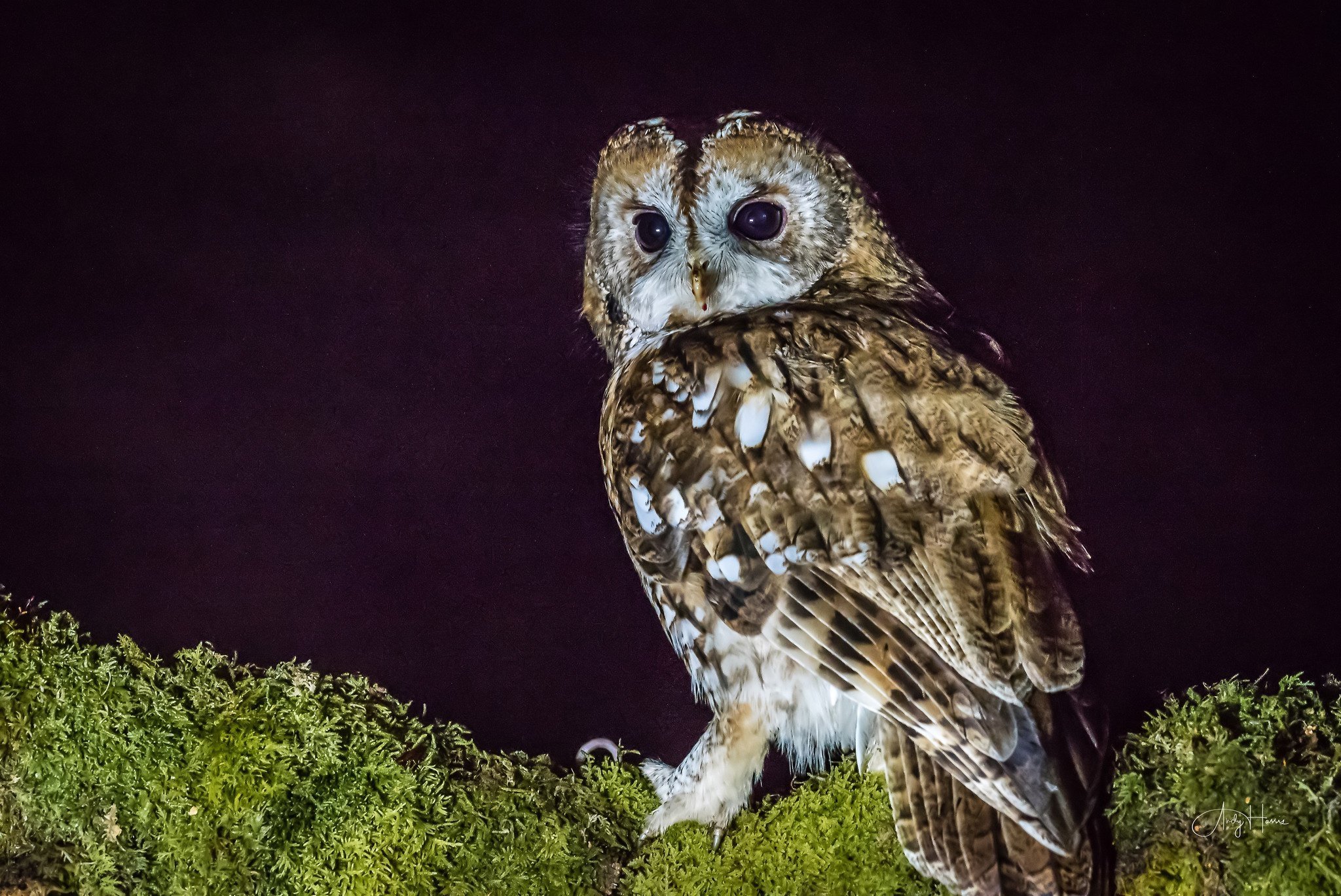 Филин ночное животное. Полярная ушастая Сова. Ночная Сова.(Night Owl).1993. Филин Bubo Bubo Linnaeus, 1758. Ушастая сипуха.