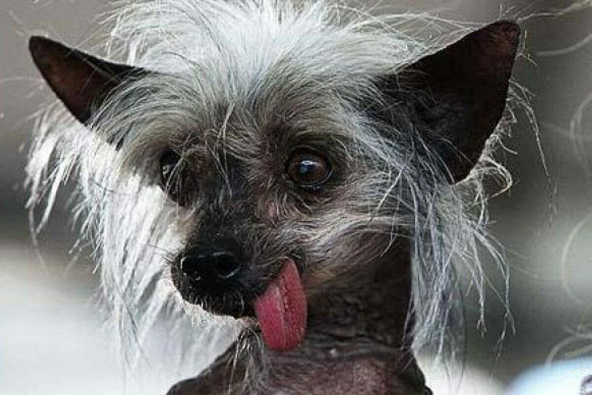 Китайская хохлатая толстая