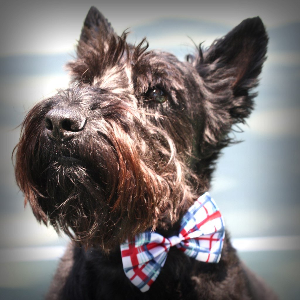 Собака с лохматой мордой