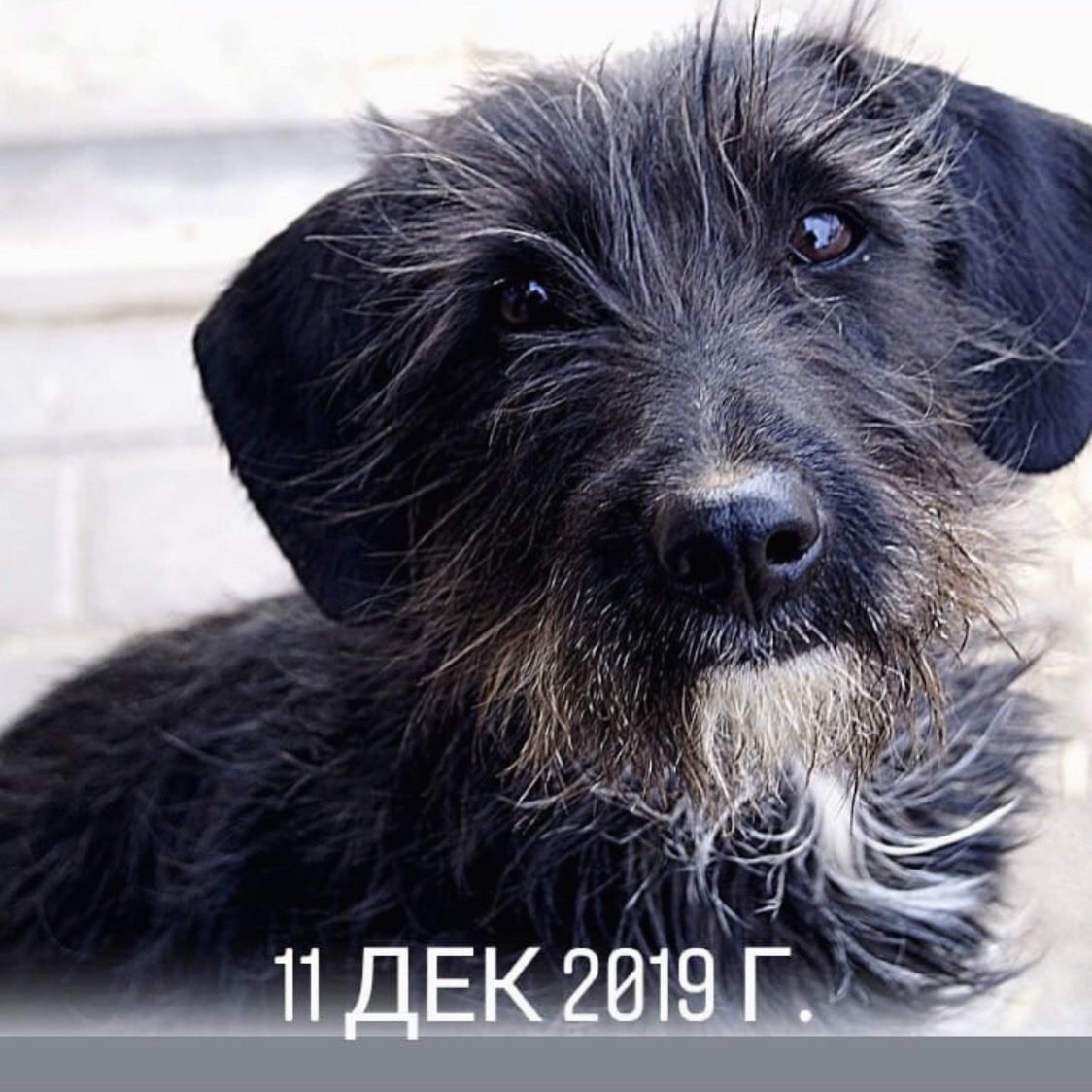 Черный терьер бородатик