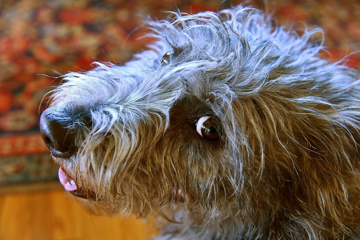 Терьер самый лохматый