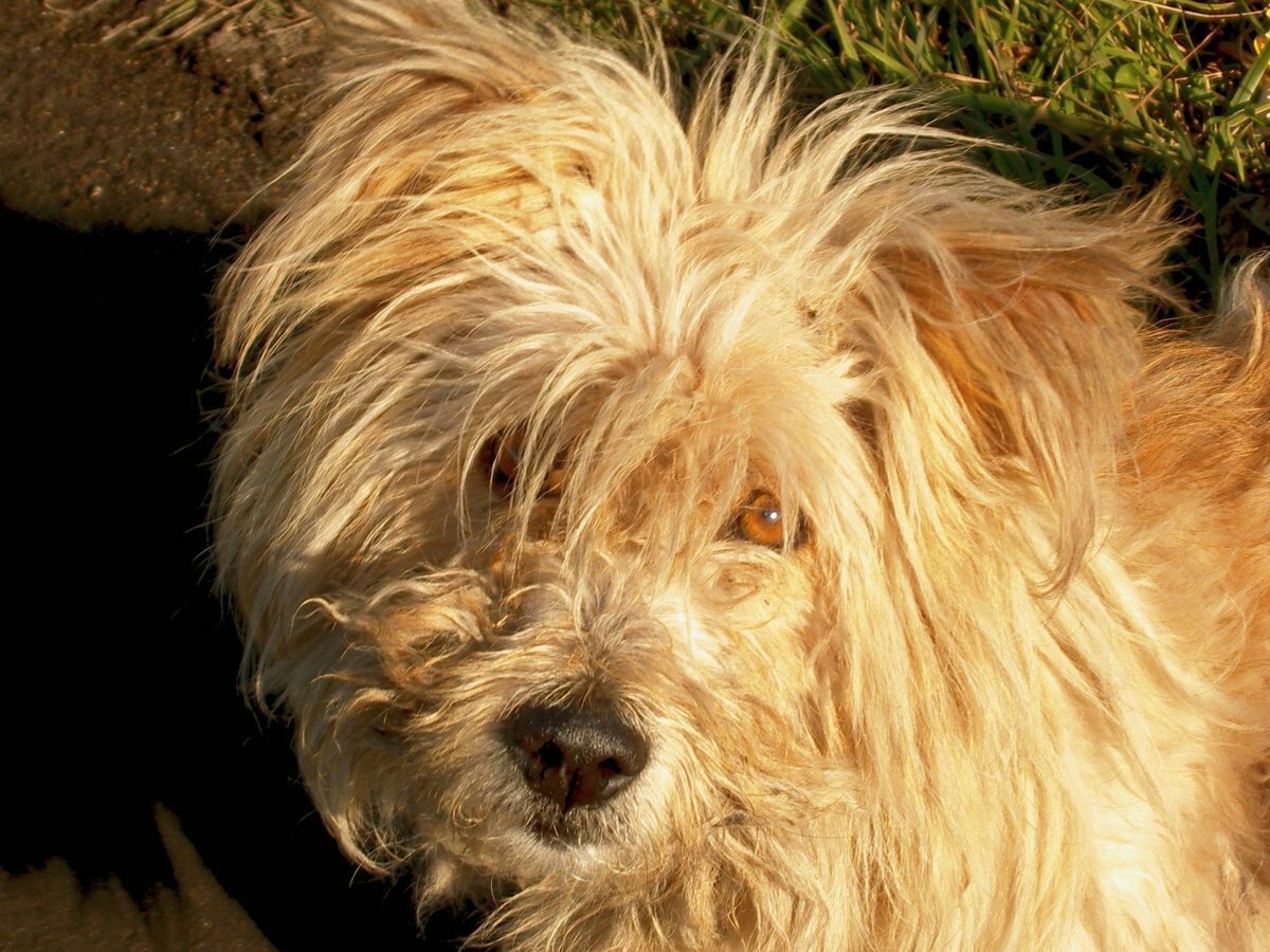 Лохмач терьер