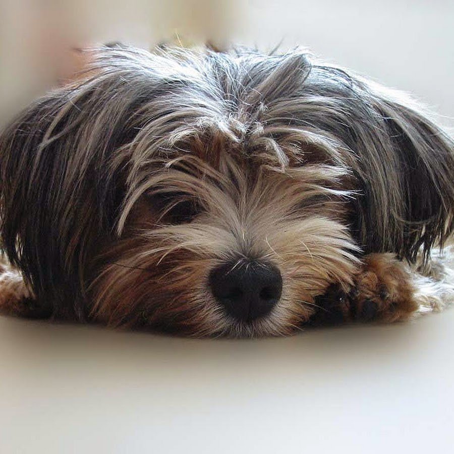 Маленькие лохматые собачки