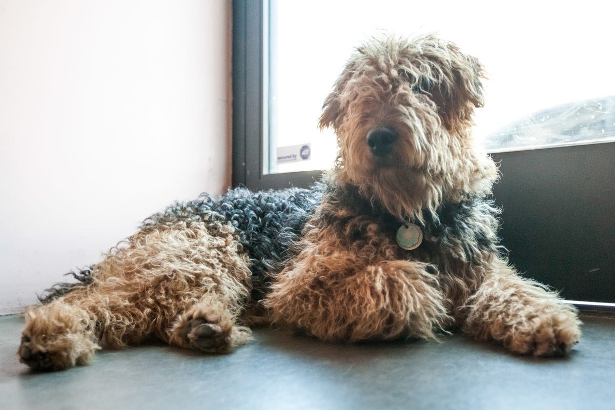 Эрдельтерьер лохмач