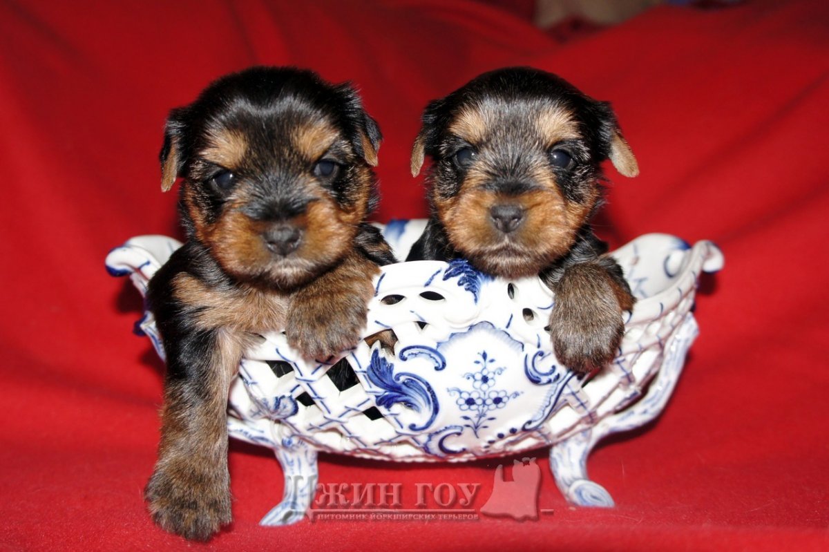 Щенки йоркширского терьера с мамой