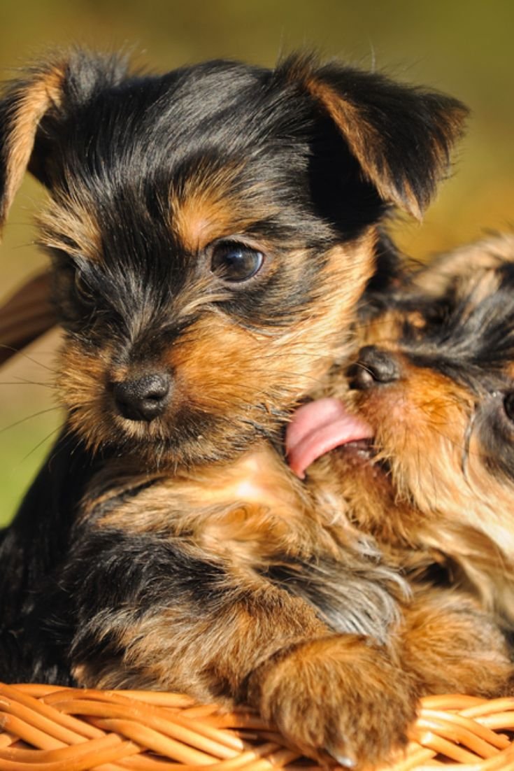 Йоркширский терьер щенок вислоухий