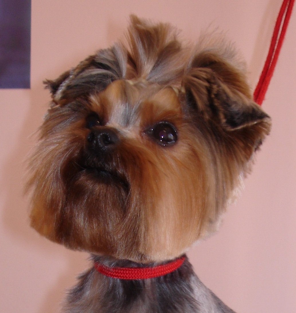 Вислоухий Йоркширский терьер