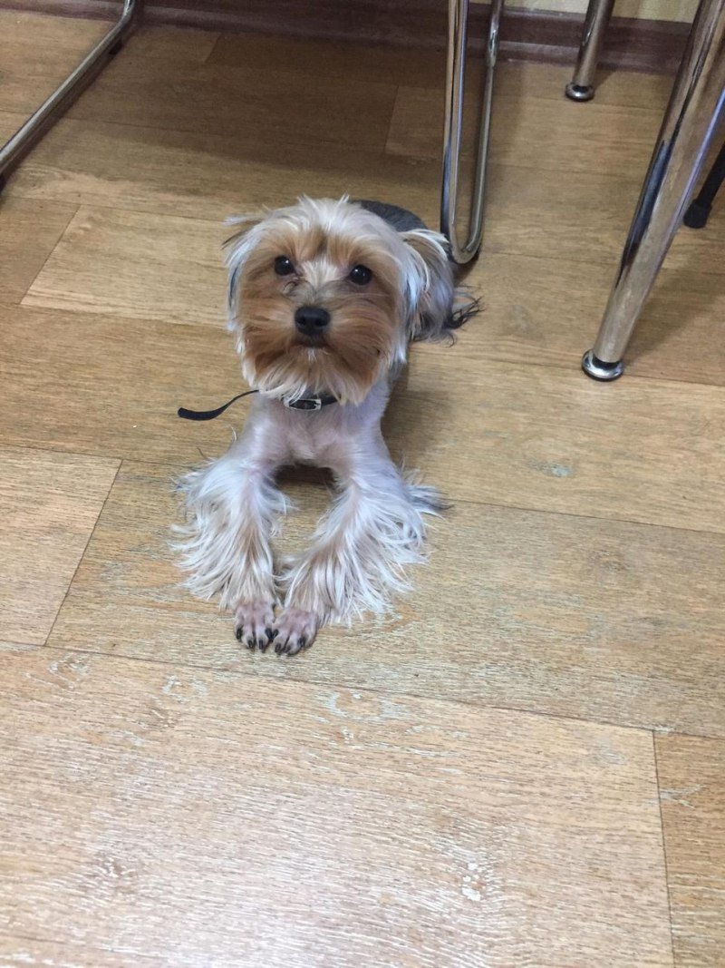 Вислоухий Йоркширский терьер