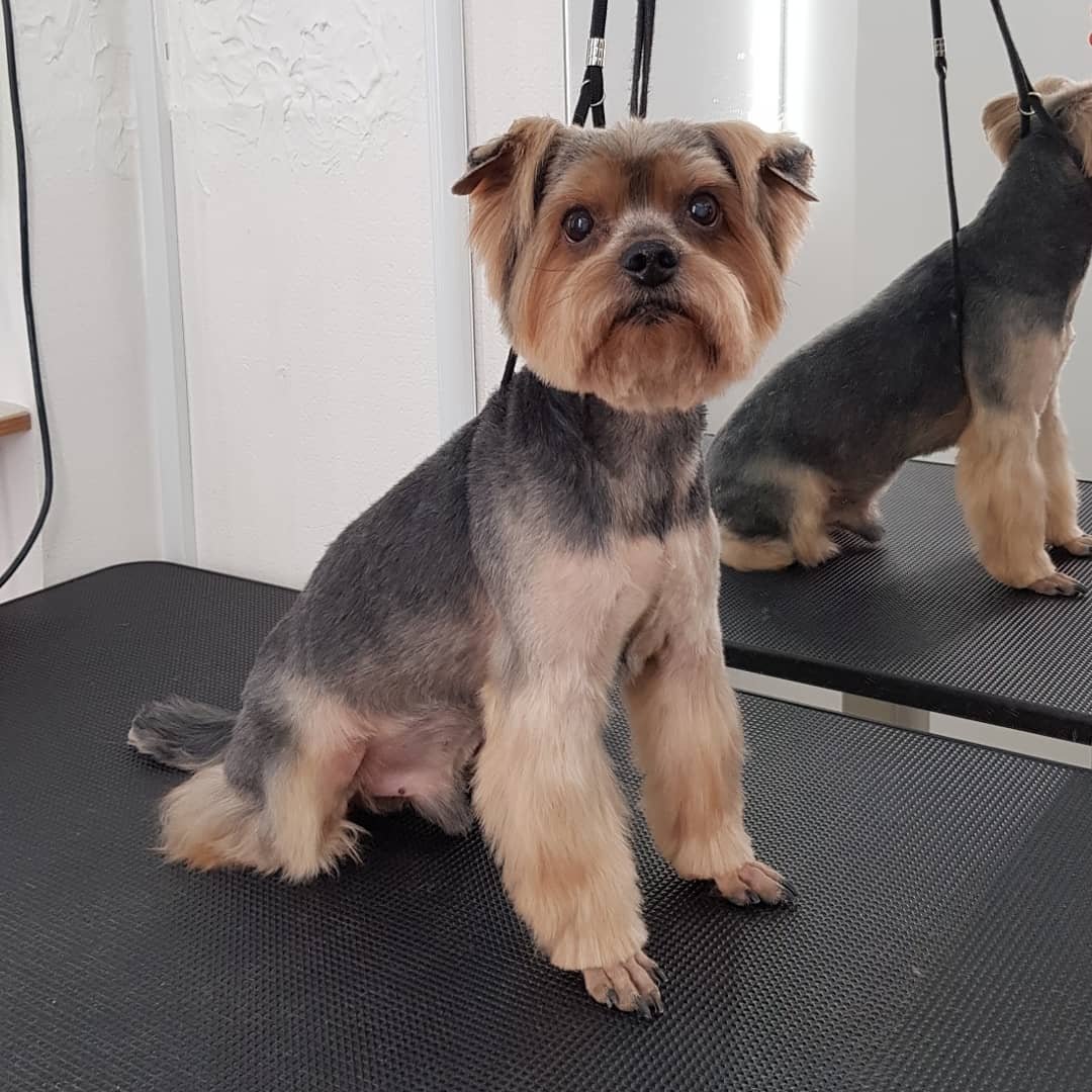 Вислоухий Йоркширский терьер